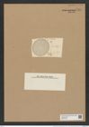 Auliscus punctatus var. striolatus Rattr (de-Toni-Nr.: Genus 171, Species 4326) Zeichnungen Sammlung Grunow Nr. 7894 (NHMW-BOT-W0377162)
